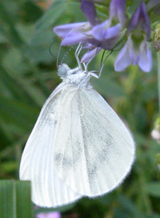 Leptidea sinapis?